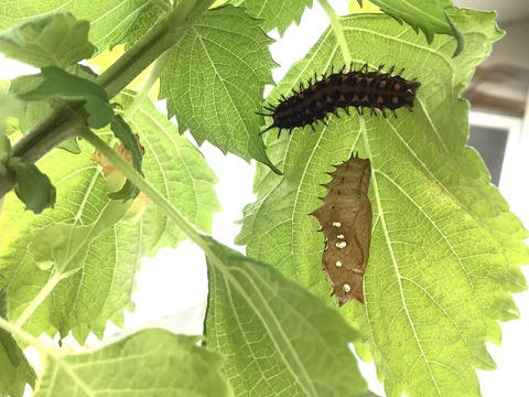 EC070CBB-DDCE-45D3-830B-879C40EEEB63