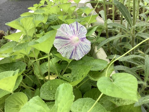 41F729A1-D6B1-4CEE-BB4D-929B8E083358