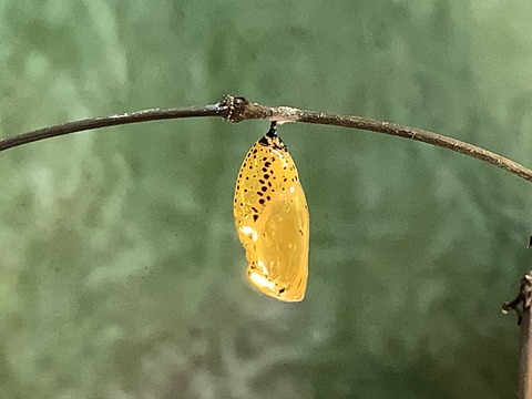 5BAD0F9F-D286-4740-9695-08B6FC0F8DAD