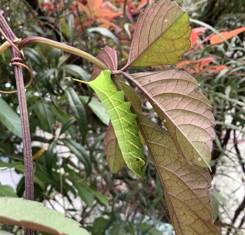 4859D545-FF20-4777-9F28-8815FCFEB4BA