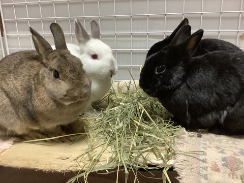 0069296C-2FFC-43E3-84C0-E85B0FBEB7A3