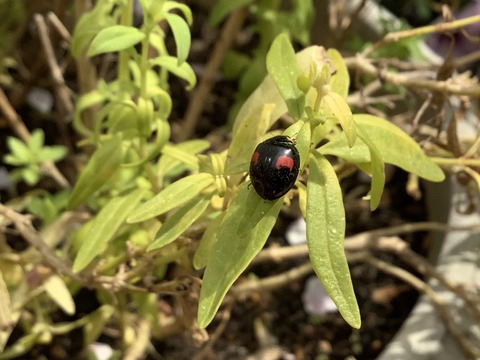 C5CA303A-C738-4542-BD1C-9C39B24F7656