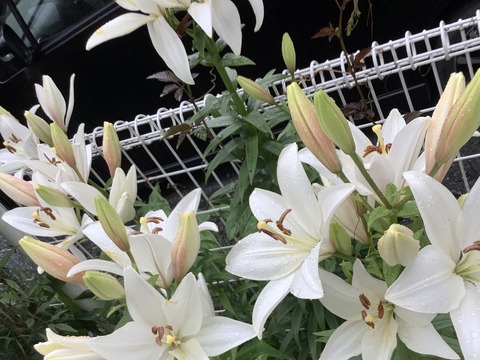 6D6FE7BF-AEA1-4ED6-BC00-B6AF7B146FDE