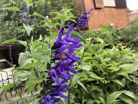 9AA5170E-148F-43C6-82E5-39978CF1AAAD