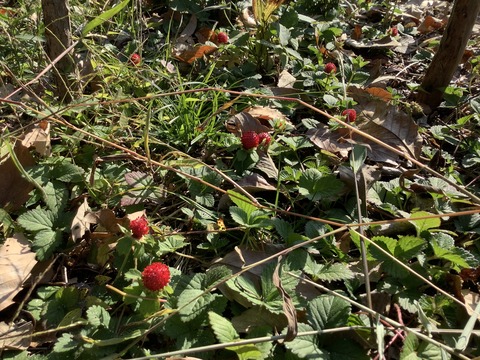 ABA0FA74-70BD-46A7-B57D-570D955A02C9