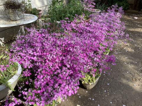 AD1A2F96-C5CA-4E33-809E-931FDD02ED7E