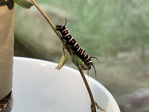 BF1CB288-DFB3-4997-A6D1-D35F3419862F