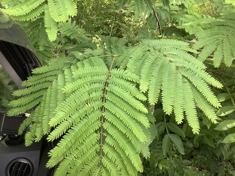 A6F527D8-34A0-4EEE-BB65-CDB08A1DF46E