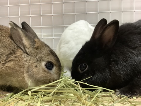 1CF8FF82-F473-4C70-9EA0-4E11CADBA5EC