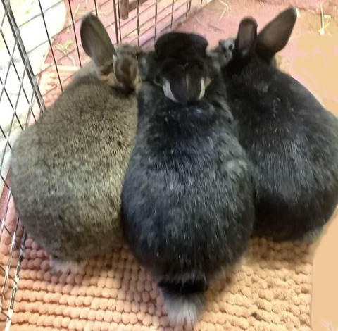 A7033B14-2E00-4CE3-A7F2-3E0FF53C309F