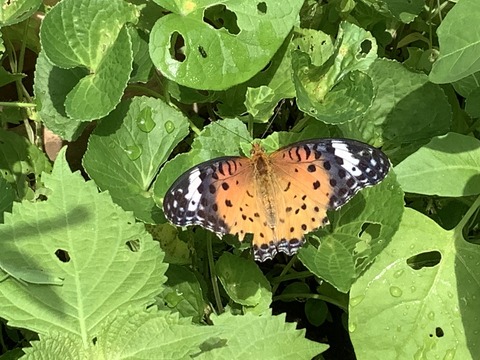 650F1720-50AE-4DAB-A558-FCB7DBA6A666