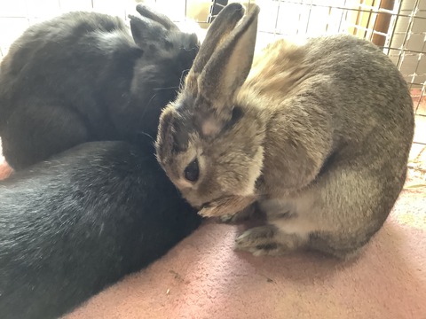 95911C51-842D-498A-BBC2-817F5D932515