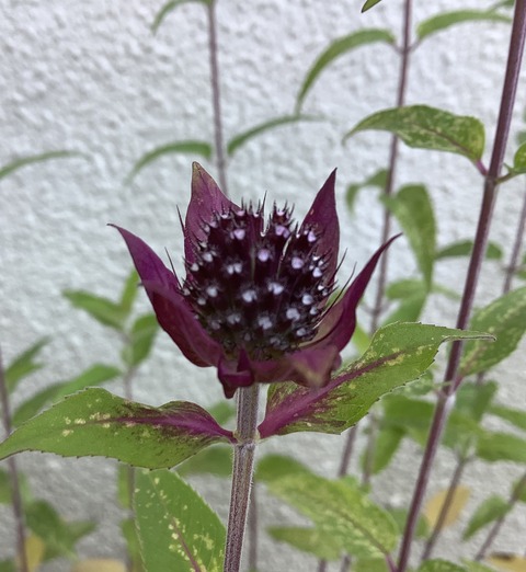 0C69E431-7CD1-4921-AD3A-7B36941913B8