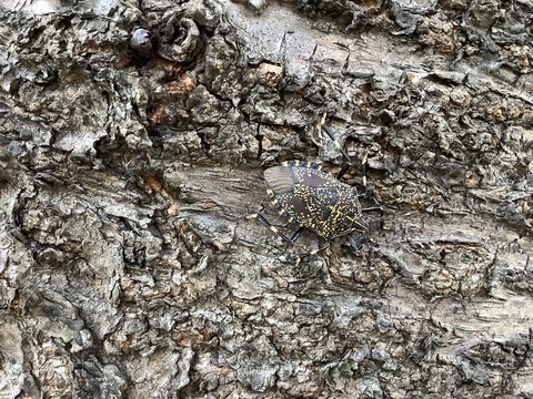 A722D0E9-2445-431A-AD3F-2FA722CFADB9