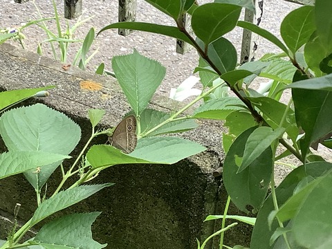 3E8A819C-9D61-429F-B4DC-6C9B1CD34A80