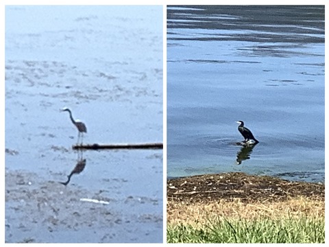 67F27722-D608-4A58-9822-271925FE6E78-COLLAGE