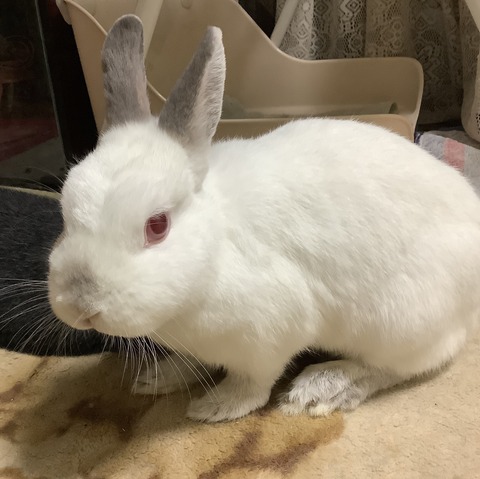 ちょっと聞いて うさぎたちと野咲百合花 のさきゆりか の閑かな暮らし ちょっと聞いて うさぎたちと野咲百合花 のさきゆりか の閑かな暮らし