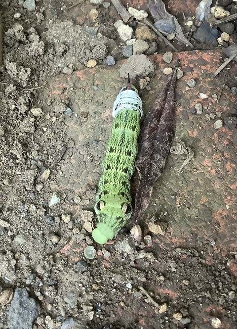 591218FF-3983-4942-A111-1F2ABB9DBF80