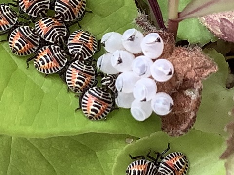 A42A942B-640C-4BA0-9544-CD411DCEF2F3