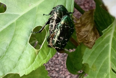 E0638786-DFCB-4031-B0BF-C065762D49A9