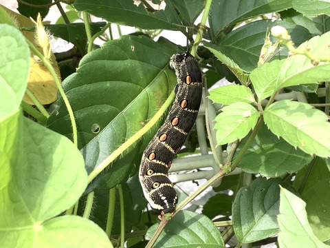 36AB282A-0FDC-4182-A93D-79CE5A7D6489