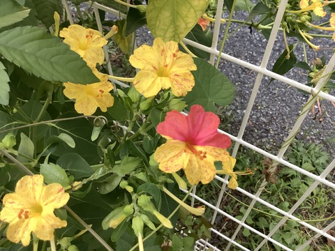 91AFAD29-E2DD-496D-95E2-C16E7A52D150