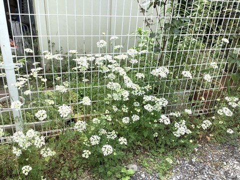 C2903CEE-0B2B-4D44-B2D8-121DE96E54D5