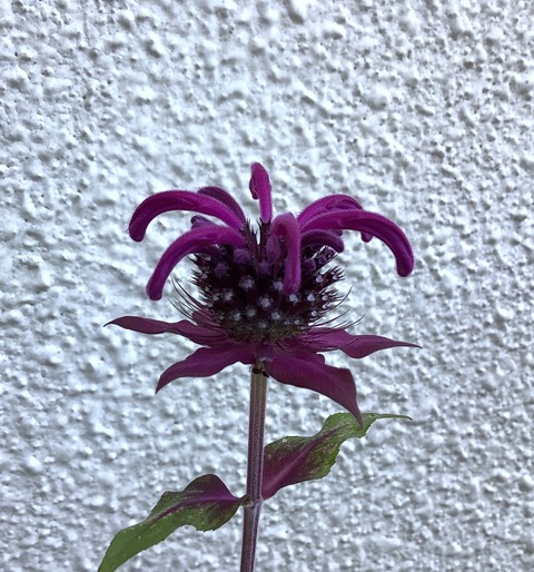 843FA4C0-6480-441E-95B8-A00D3E03F916