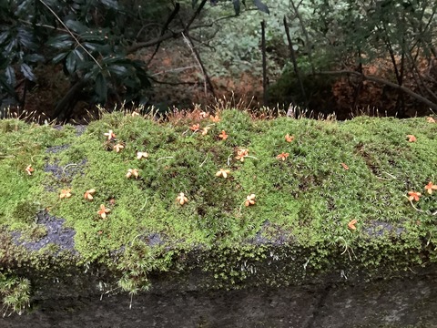 49E16733-B61E-412A-AE5A-FB25284BEF4C