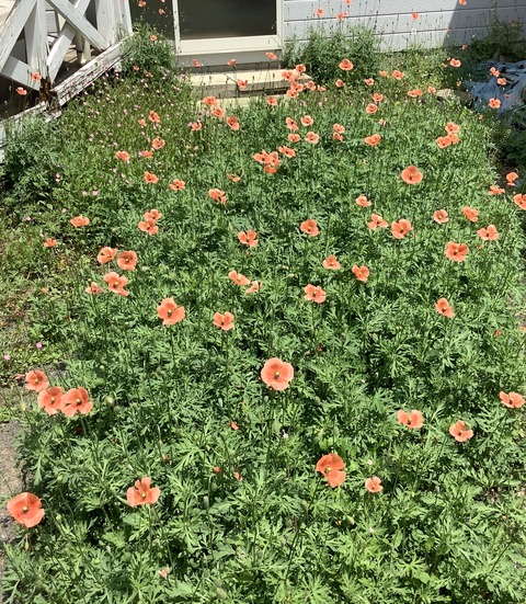 C57D4498-F3AF-44B8-A77E-838F914F370D