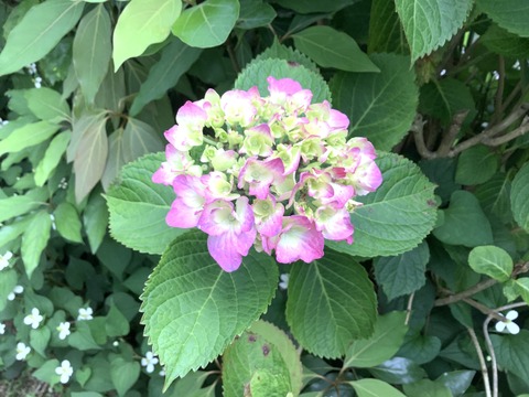 1A727D81-3C01-48B2-B780-7FABB5AF9382