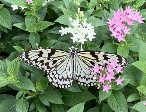 FBA14A98-2D2C-48AD-9060-F573674887A5