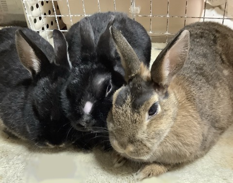 42961595-CBFB-4D04-9FB1-36F70FF876D6