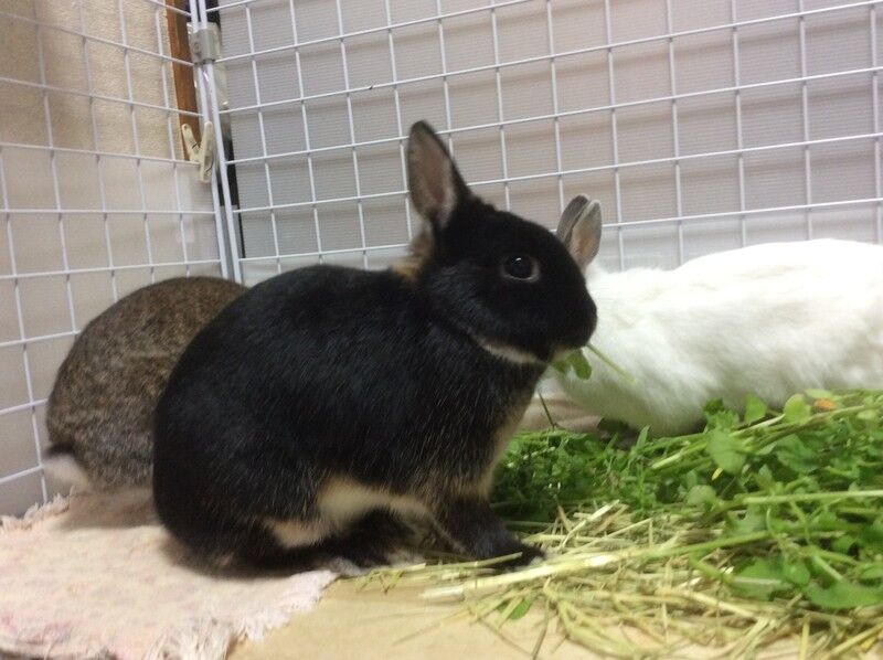 わーい雑草 うさぎたちと野咲百合花 のさきゆりか の閑かな暮らし