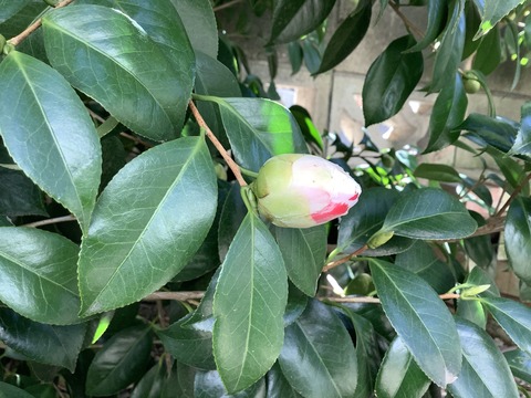 EEC82D62-46F3-4D0F-84EA-3CA8679CD7B8