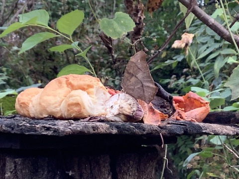 1438F84F-00E0-430C-8083-81DF547CFDE3