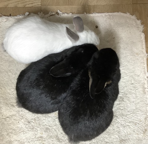 C540CA15-77F7-40BC-B006-F16E8BA519B3