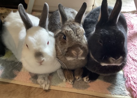 5F1ED3B4-8078-4AB9-AEEE-EAA04FA4CA39