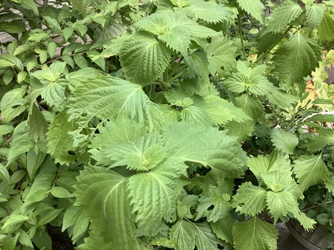 FCE2363E-86BC-455F-8E71-E7750CAA2AA0