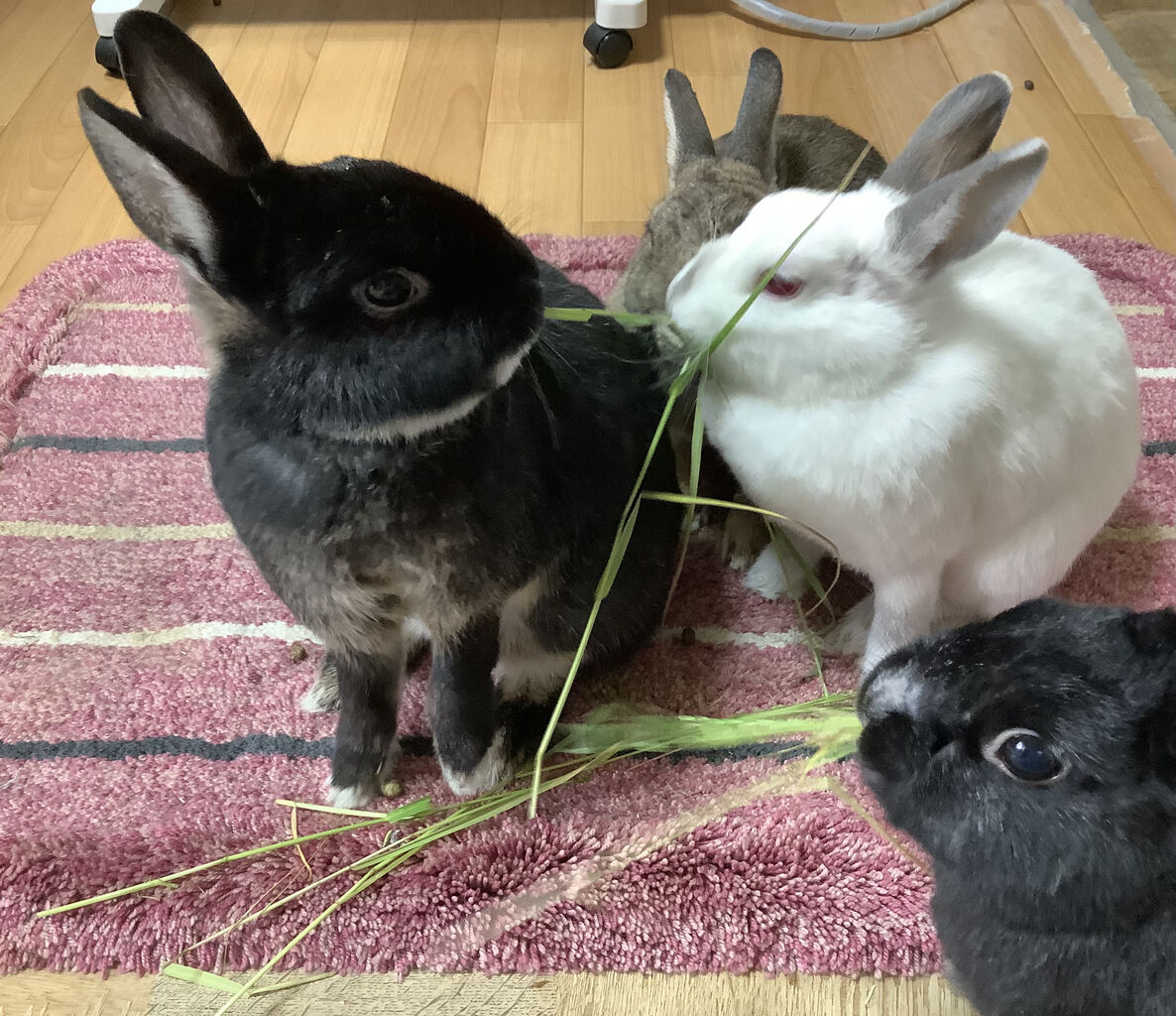 ちょっと聞いて うさぎたちと野咲百合花 のさきゆりか の閑かな暮らし ちょっと聞いて うさぎたちと野咲百合花 のさきゆりか の閑かな暮らし