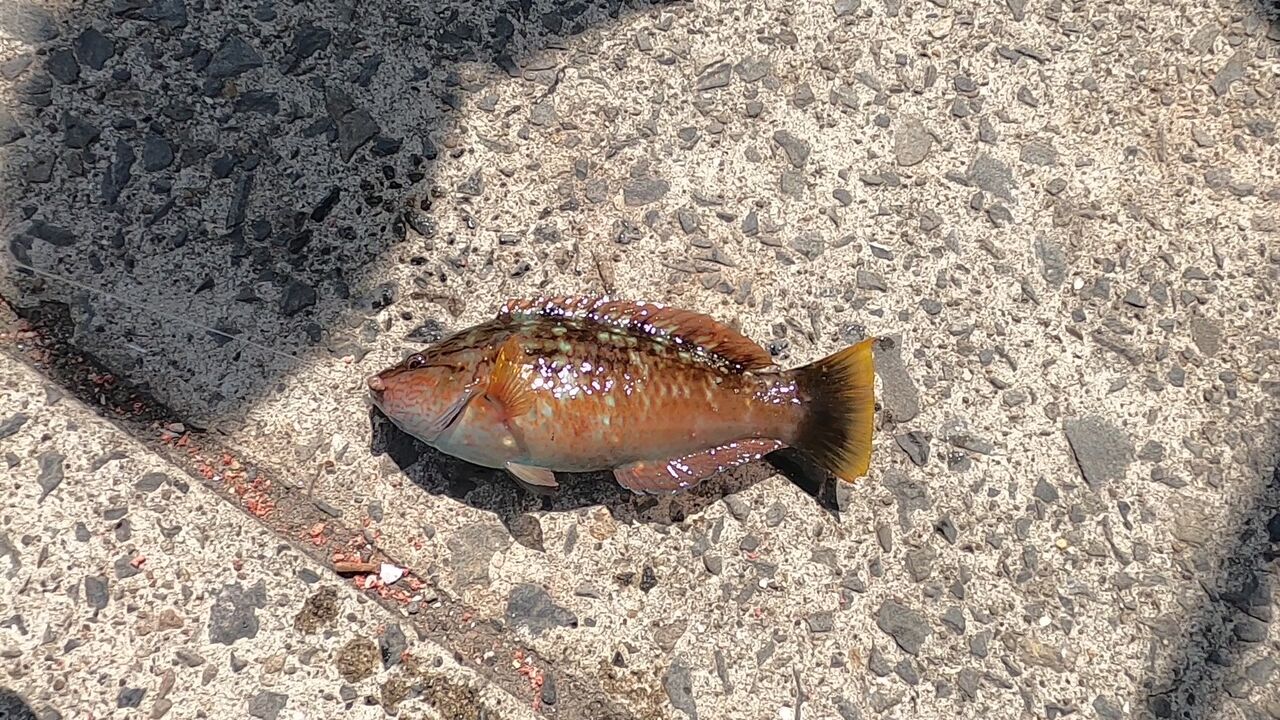 あの魚をついに食べてみた Nosamimi 日記 あの魚をついに食べてみた Nosamimi 日記