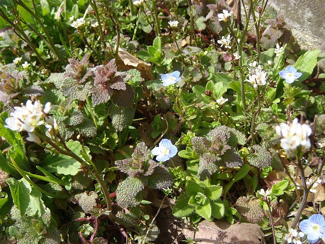 道端の草花が咲き始めました 能代まちなかブログ