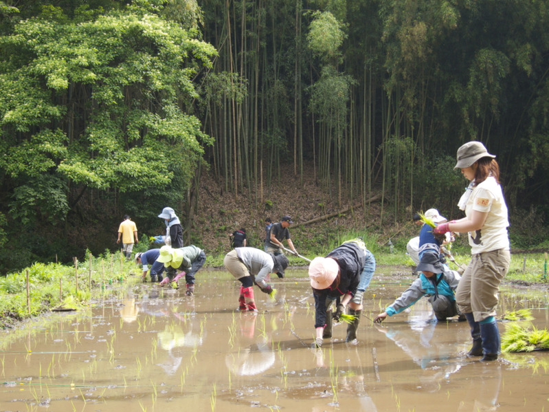 bokusake_taue0608
