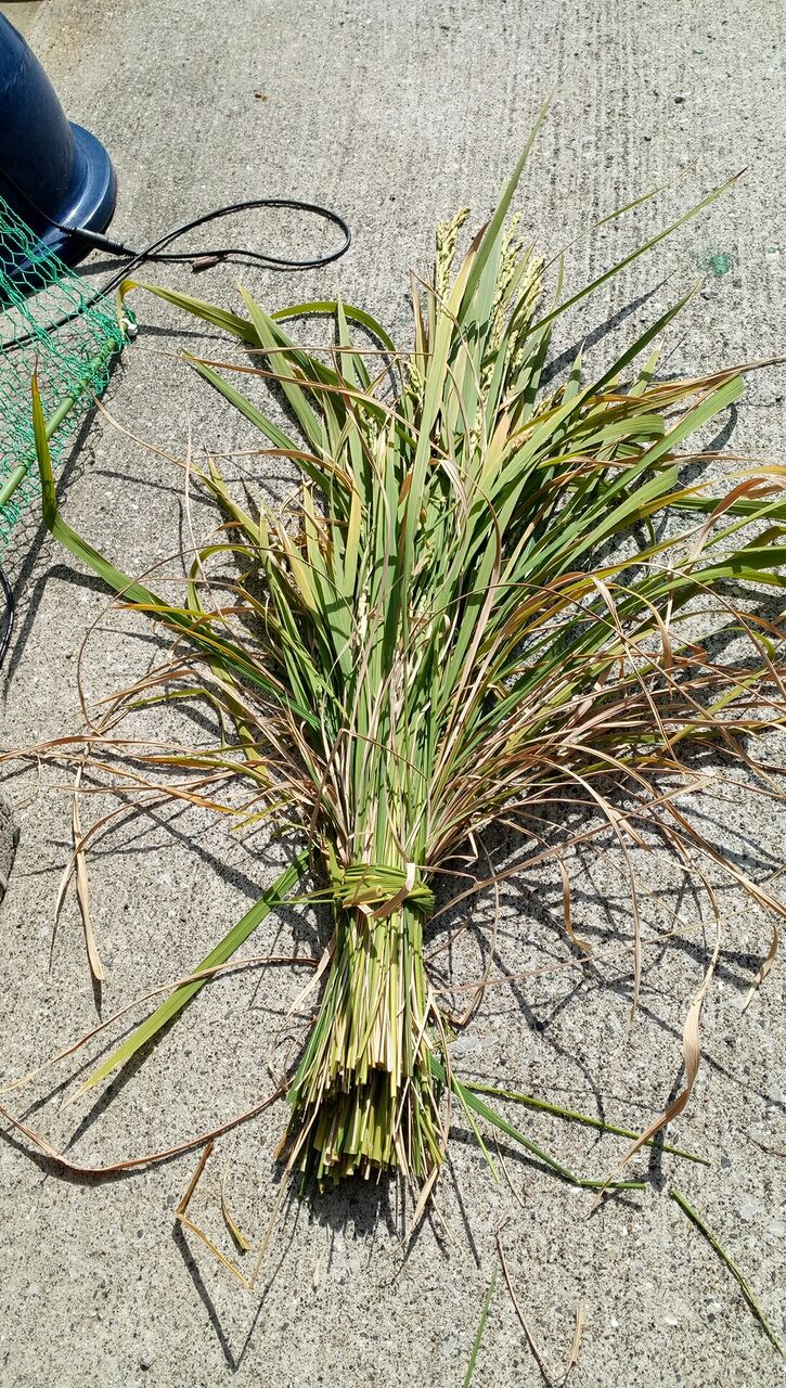 稲刈りとカボンバの花 全ての山は下るために在る