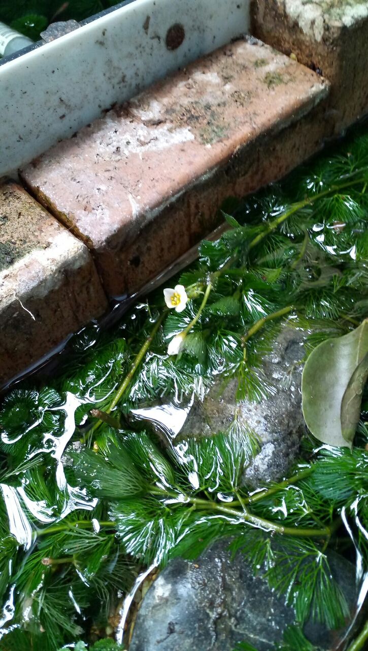 稲刈りとカボンバの花 全ての山は下るために在る