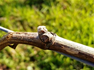 IMG_20180406_101249_1600