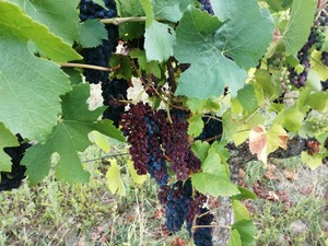 IMG_20200825_065144_1024