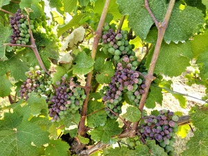 IMG_20190726_103151_1600