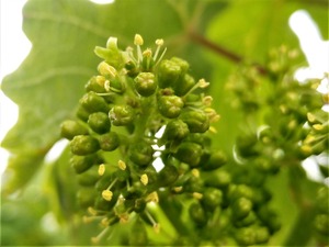 IMG_20190614_153633_1600