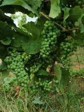 IMG_20200717_121026_1600